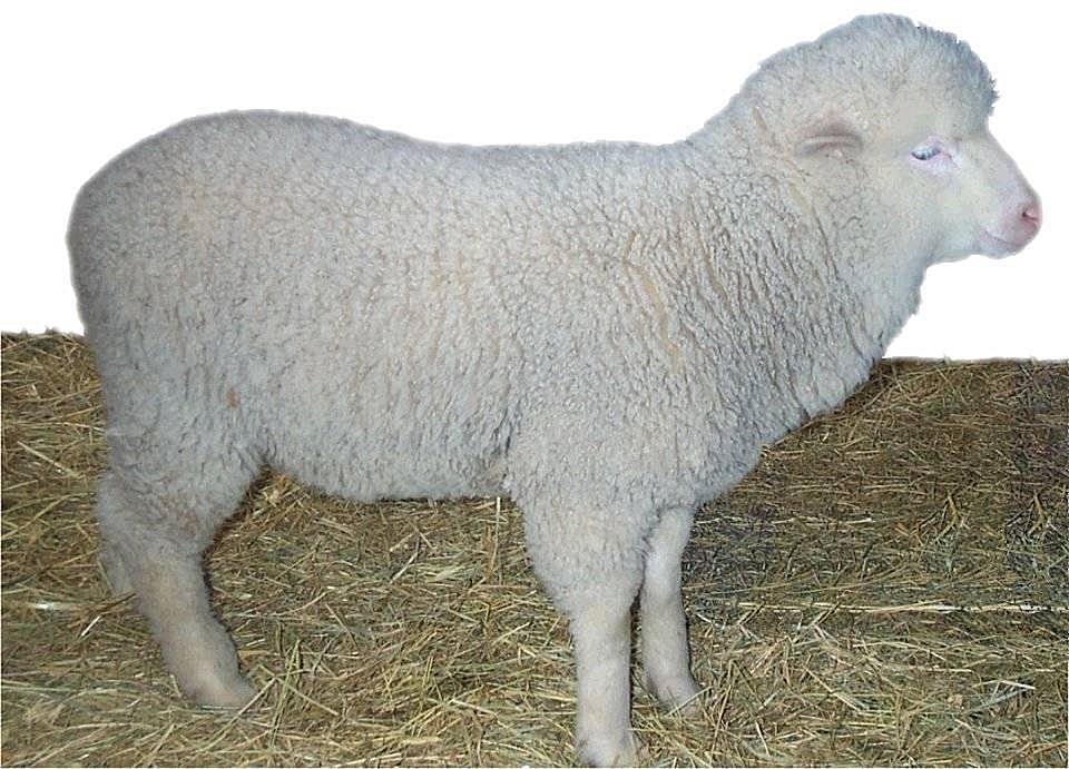 Sheep1.jpg